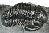 Detailed Gerastos Trilobite Fossil - Morocco #363953-3